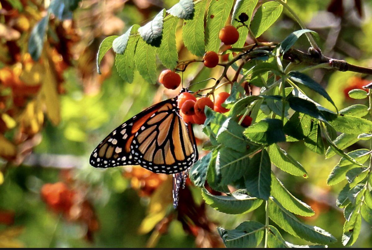 Monarch #Butterflies in September… #NaturePhotography