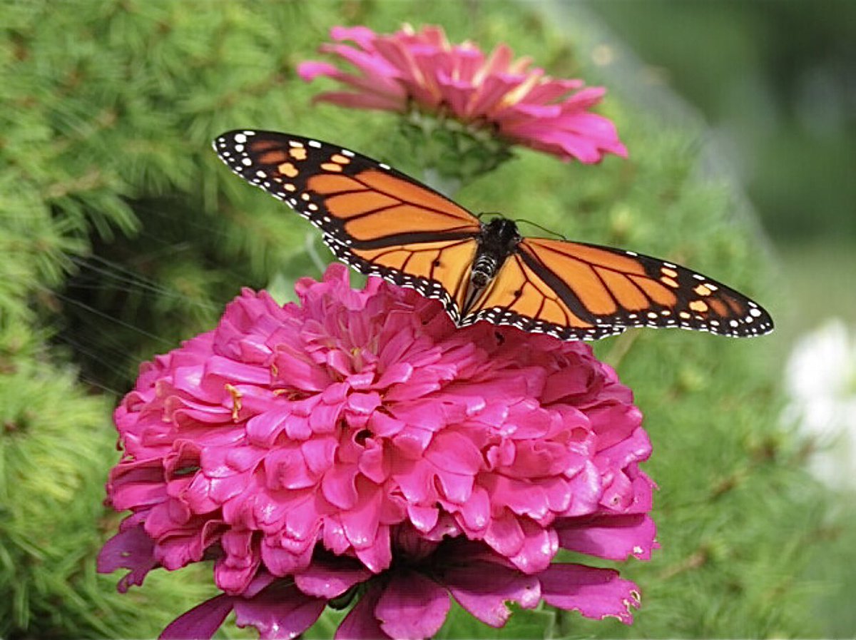 Arćenio Antonio tweet media