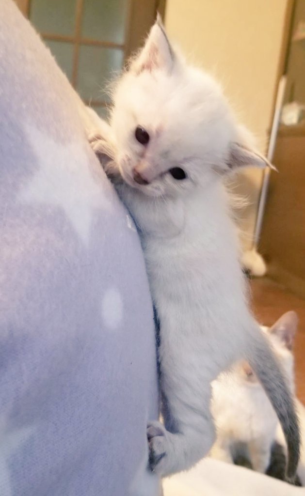 背中ヨジヨジしちゃったのね 笑 猫 子猫 可愛い 猫好きさんと繋がりたい 猫のいる暮らし 多頭飼い 肉球パンチ情報局 ペット ツイレポ
