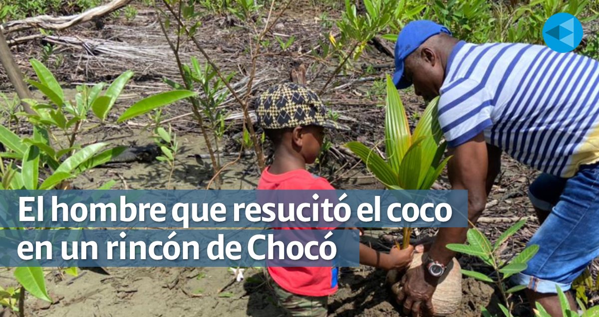 #Historias | Esaud Ibargüen vive hace 62 años en un corregimiento de Bajo Baudó donde los cultivadores pusieron sus esperanzas en el cultivo de esta fruta. Hoy piden ayuda para poder comercializarla.
➡️bit.ly/34GGHDJ