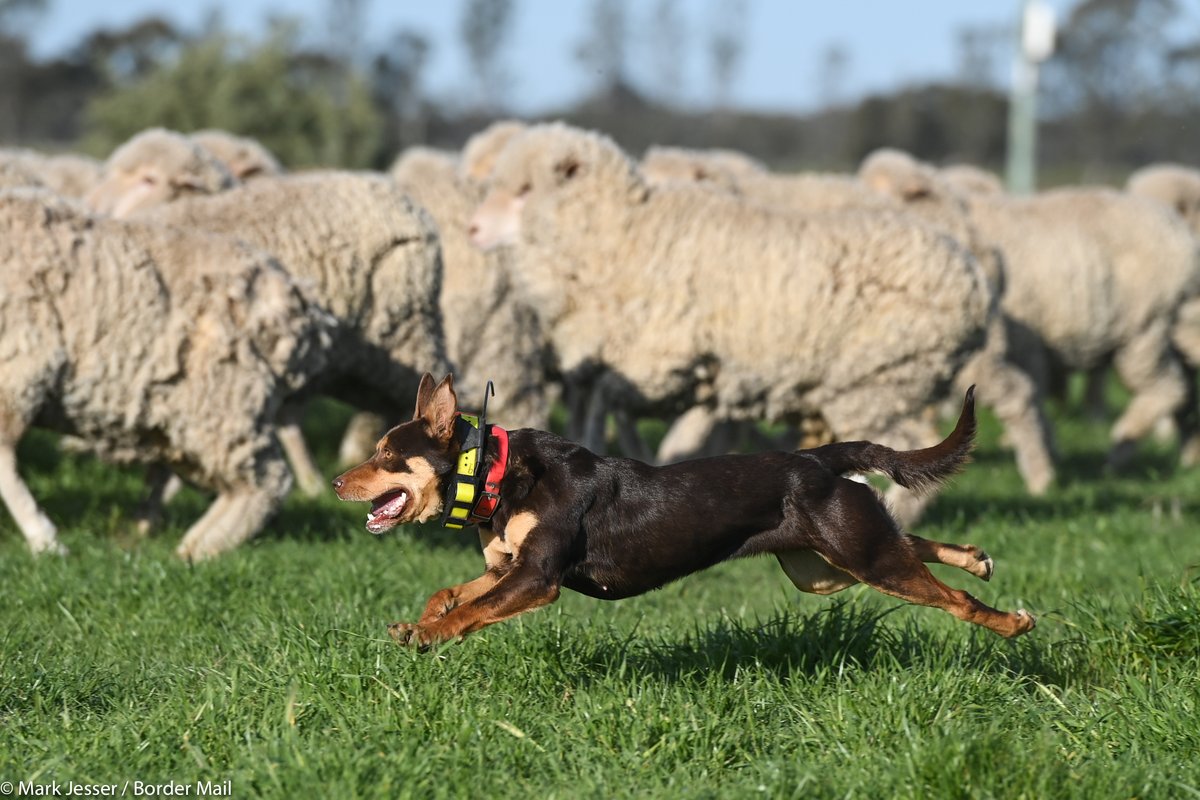 MarkJesser's tweet photo. I spent a few hours on a farm near #Deniliquin last weekend to find out why this farm hand’s working dog is high on the #cobberchallenge leader board @bordermail https://t.co/XCiI5V7u4s https://t.co/kenOOgYlNG