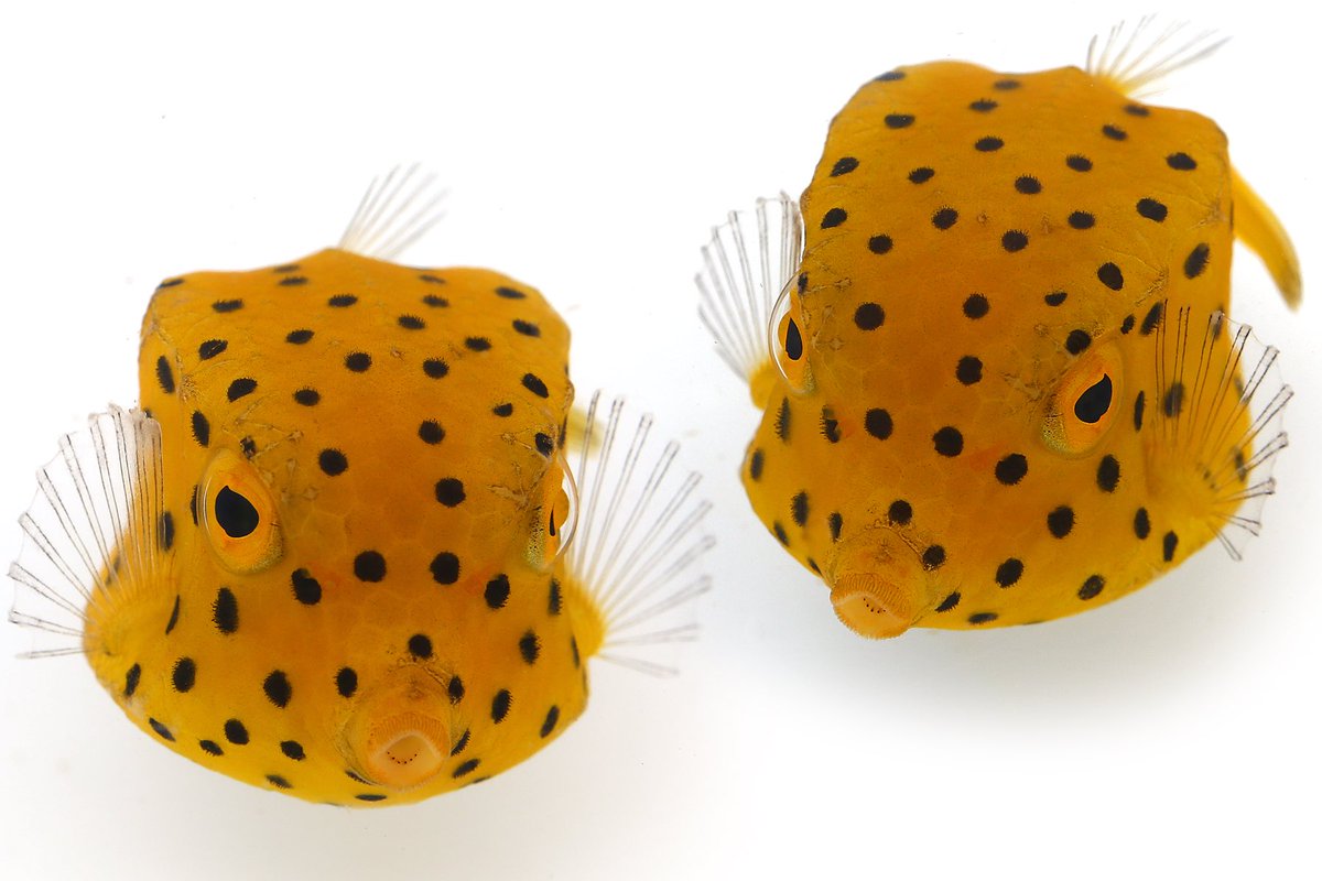 ゆうじ ハコフグの赤ちゃんを見るたび こういうポケモンいそうだなあといつも思う