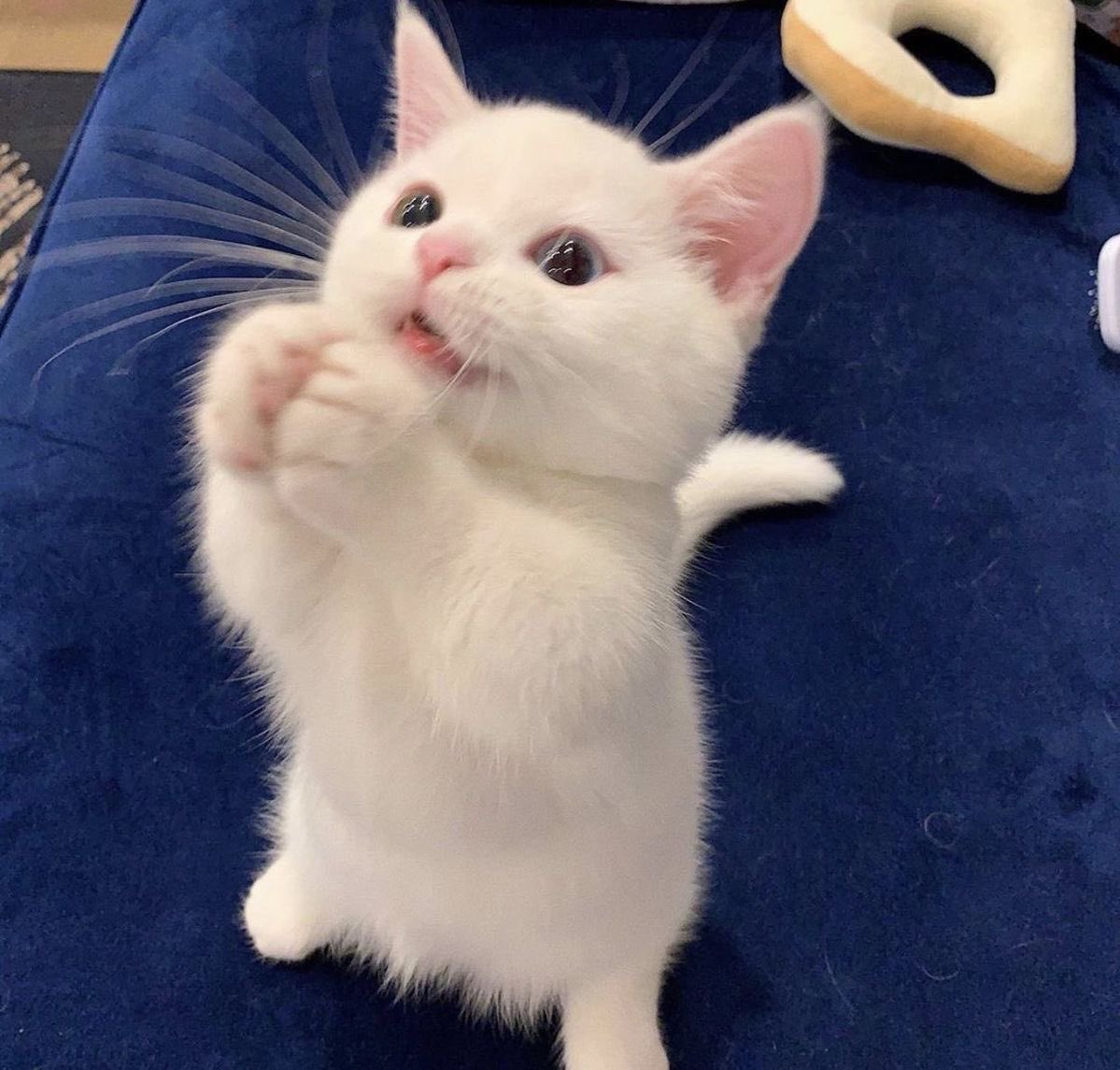 kapebeansies tweet picture