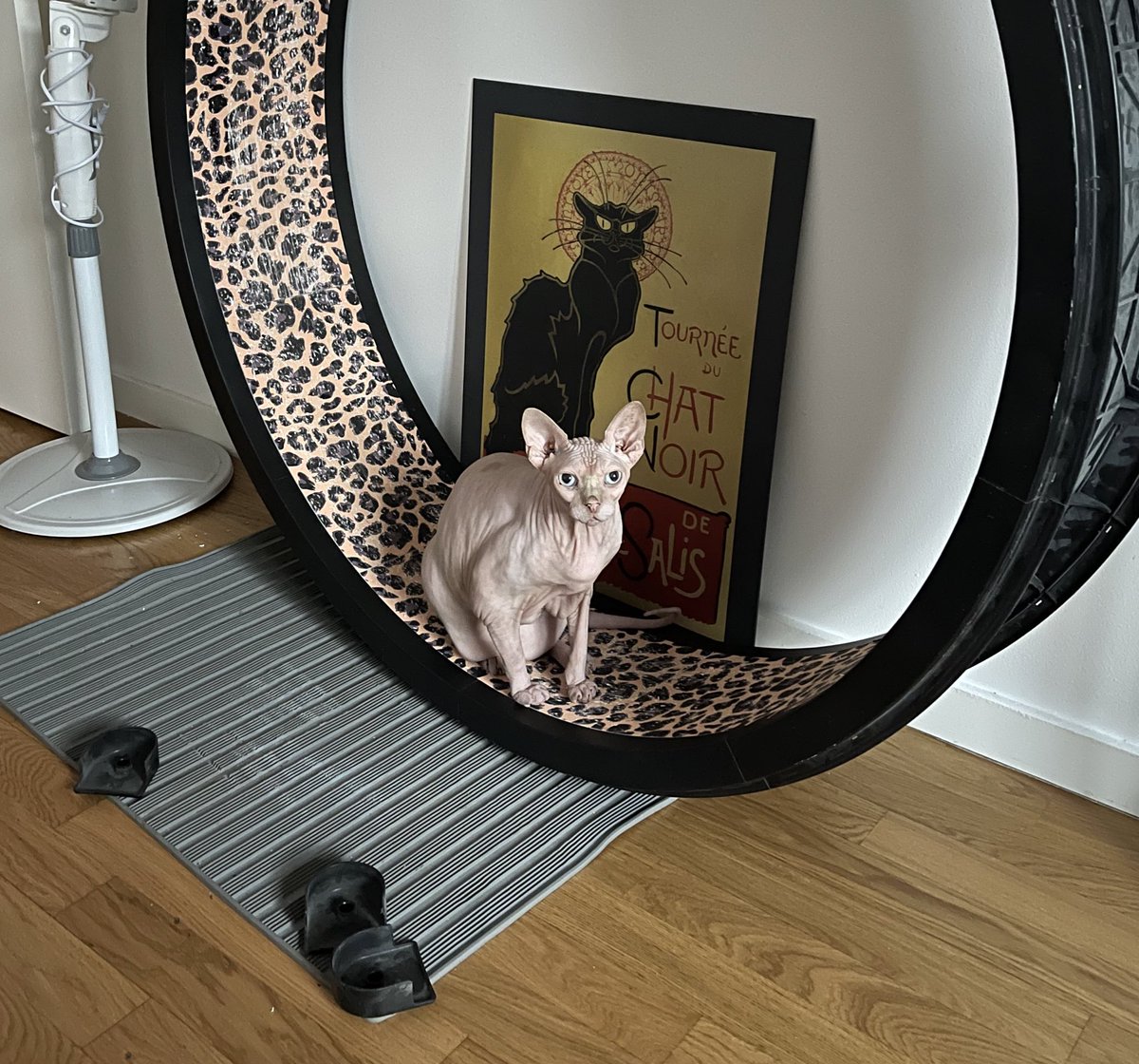 sphynx cat wheel