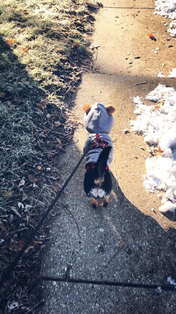 Please help bring my baby home!!!! $300 cash reward!!!!! Rockford, IL!!!!!!!