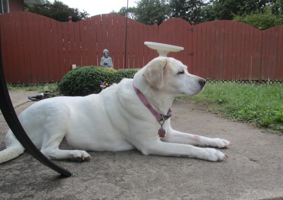 CJAndDJ2's tweet photo. THIS is the life #Fence #Noleashes @glenrolo @judy_dering @1gingerbeauty @Peacegirlgreen @MimiPilat @cody_labrador @TracyLHamilton1 @trangpang @CHOCLABLOVER @jereth_samson @snoochy7Kissme @GutschePatt @CareyDevaud @CatsHounds @BreatheB4USpeak https://t.co/ao6KGqxzgg