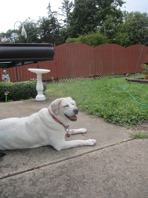 CJAndDJ2's tweet photo. THIS is the life #Fence #Noleashes @glenrolo @judy_dering @1gingerbeauty @Peacegirlgreen @MimiPilat @cody_labrador @TracyLHamilton1 @trangpang @CHOCLABLOVER @jereth_samson @snoochy7Kissme @GutschePatt @CareyDevaud @CatsHounds @BreatheB4USpeak https://t.co/ao6KGqxzgg