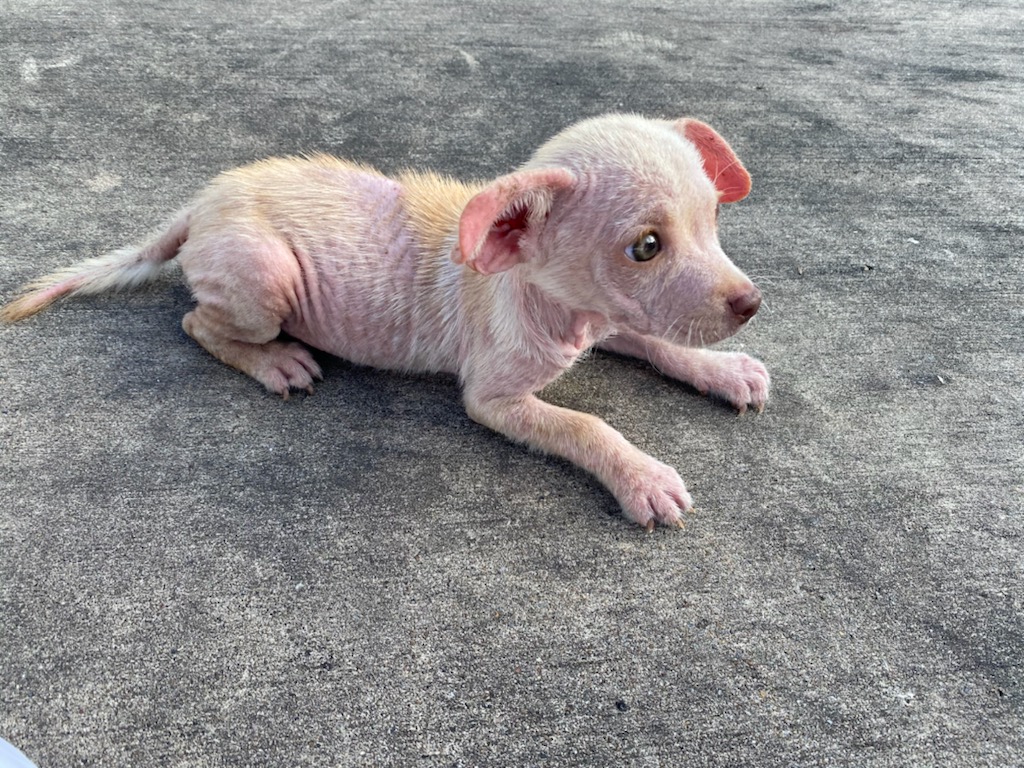 ❤VICTORIA PUPDATE: As we head out of TX w Victoria to her new ❤ home we think back to her 4 short weeks ago..a tiny baby abandoned. Now she's on her way to a beautiful life. Grateful.