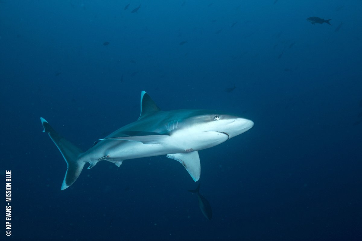 Sylvia A. Earle tweet media