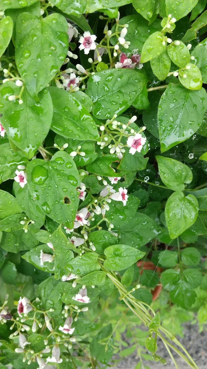 Home Logogala Recent Activity Post いっちょ母さん 22 Jul 19 灸花 雨の後 むしてきたりし 灸花 清崎 敏郎灸花 やいとばな とは へくそかずら のことです蔓をちぎったりすると おならのような匂いがするから O O 梅雨明け間近 今日も蒸し暑い