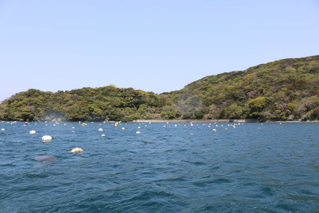 maako521's tweet image. 【島根の永幸丸さんのサザエ】をご紹介。大雨災害で
-サザエアワビが約50キロ流出
-荒天でウニの多くが出荷できず
という被害を受けた中で、貴重なサザエを出品いただいてます。

大きさによって柔らかさおいしさが違って食べ比べが楽しいらしいので、サザエ好きさん、ぜひ！
tabechoku.com/groups/956