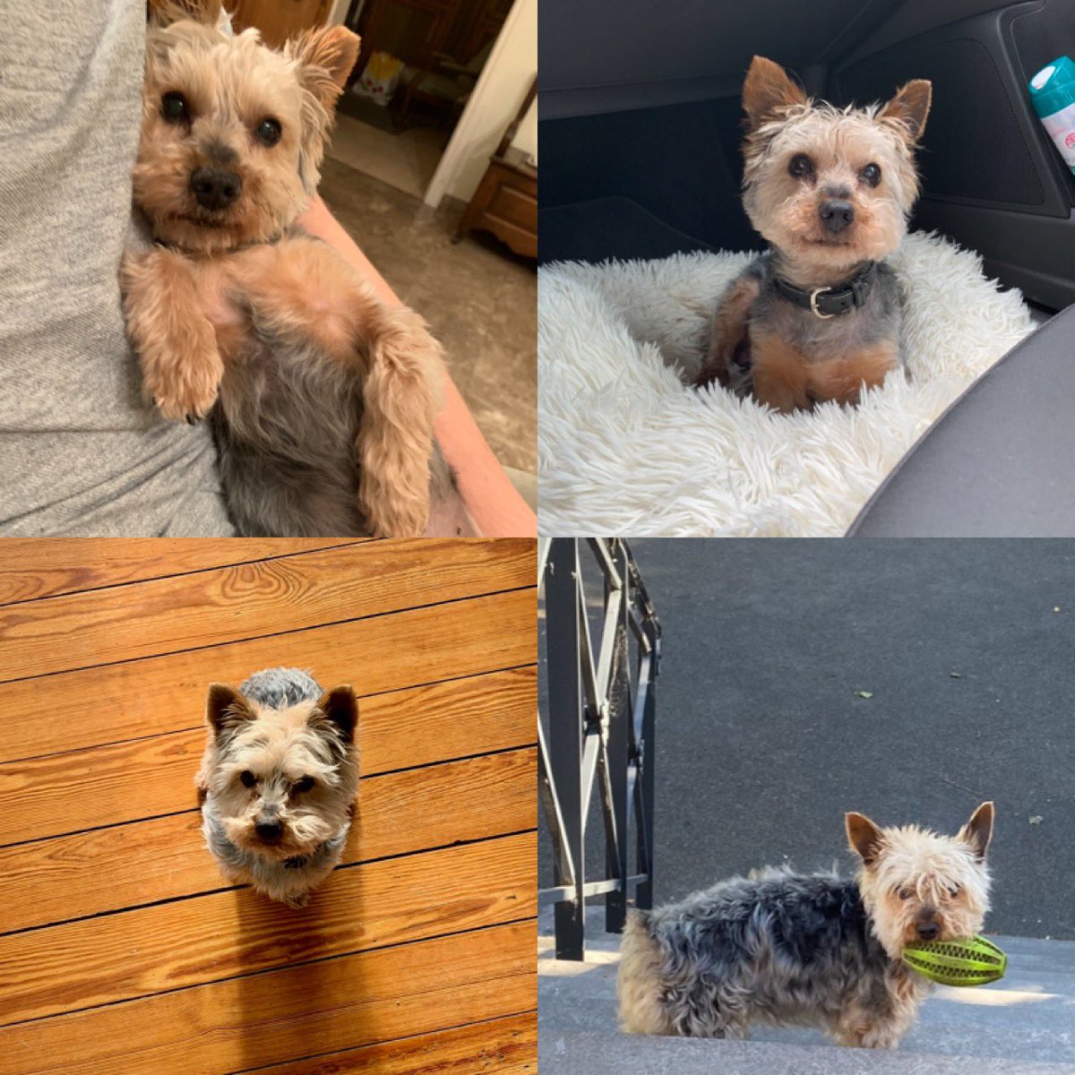 AliceCockenpot's tweet photo. ⚠️chien perdu⚠️ 
Mon chien s’est sauvé aux alentours de 11h à Douai/ Lambres lez Douai
Il s’appelle Émile, il est pucé avec un collier noir en cuir 
Si vous le voyez, envoyez un message pv ou appelez au 06 43 57 47 22 https://t.co/yJebQIjI38