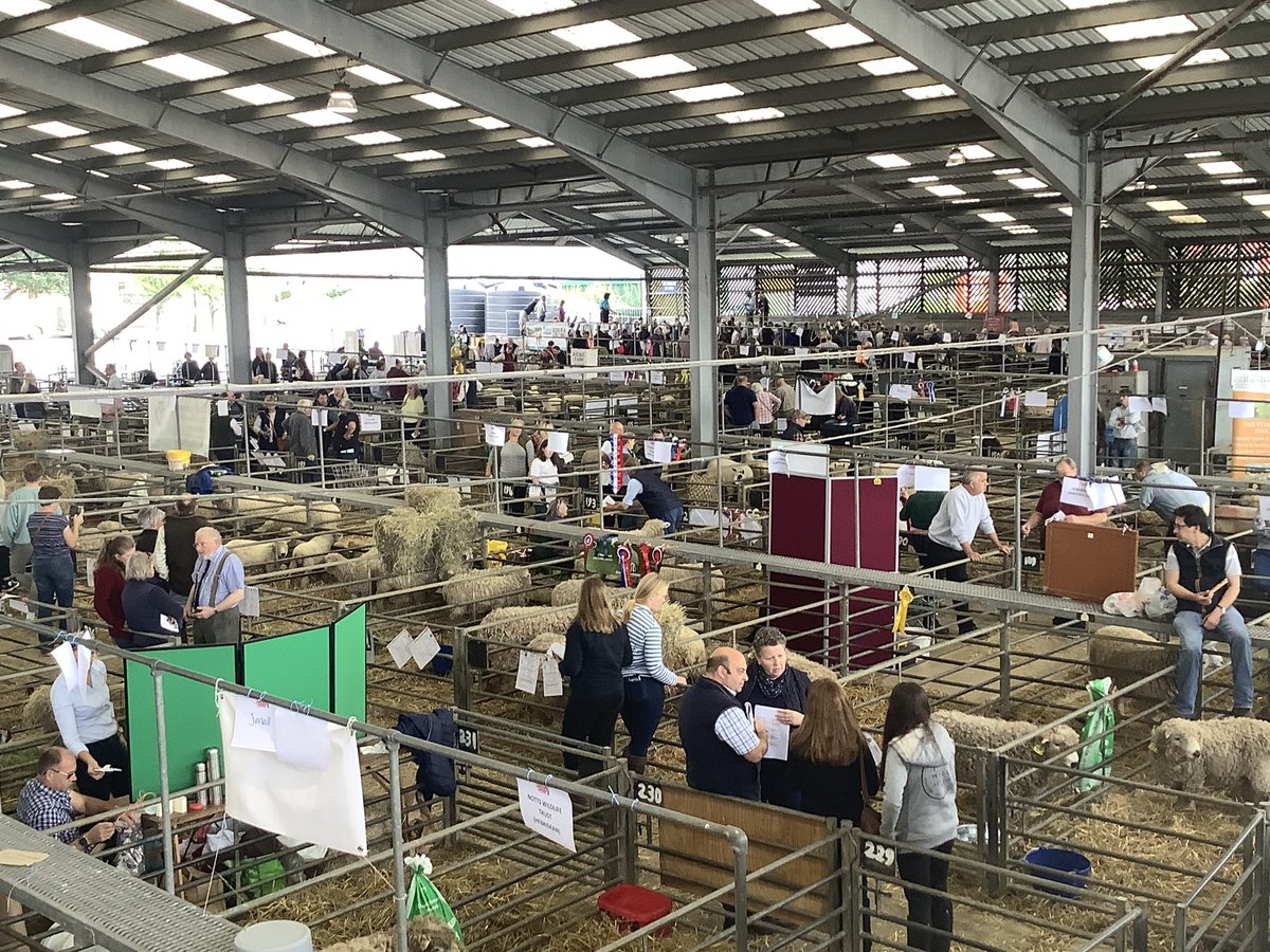 Great morning at <a href="/MeltonLivestock/">Melton Livestock</a> National native and traditional breeds show and sale #GoNative