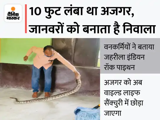 DainikBhaskar's tweet image. जालंधर के स्कूल में अजगर घुसने से मचा हड़कंप: सुबह बच्चे पहुंचे तो पहले ही क्लास रूम में बैठा मिला, शोर मचाते सब बाहर दौड़े; वनकर्मी ने पकड़ना चाहा तो छोड़ता रहा जहर
bhaskar.com/local/punjab/j… 
#IndianPython #PunjabNews