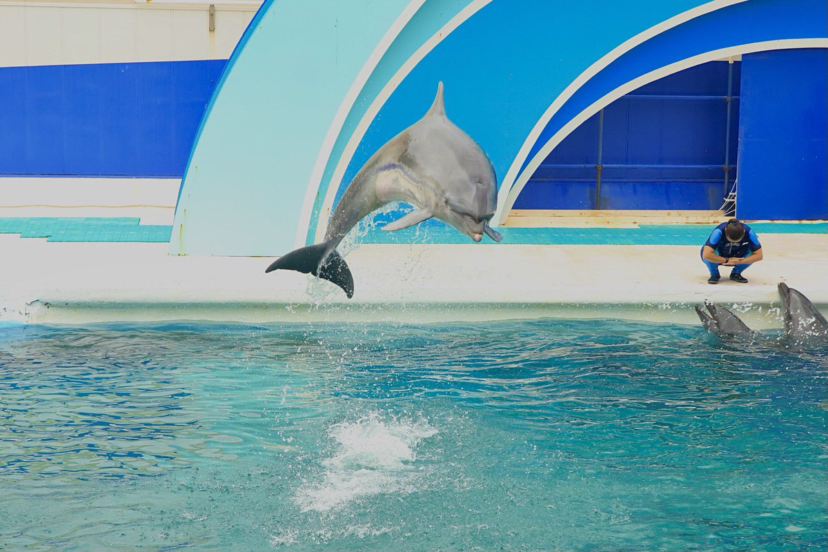 みーあす 9 8の撮影記録 鴨川シーワールド 天気が少し残念でしたがシャチやイルカのショーやペンギン アシカなども見ることが出来ました