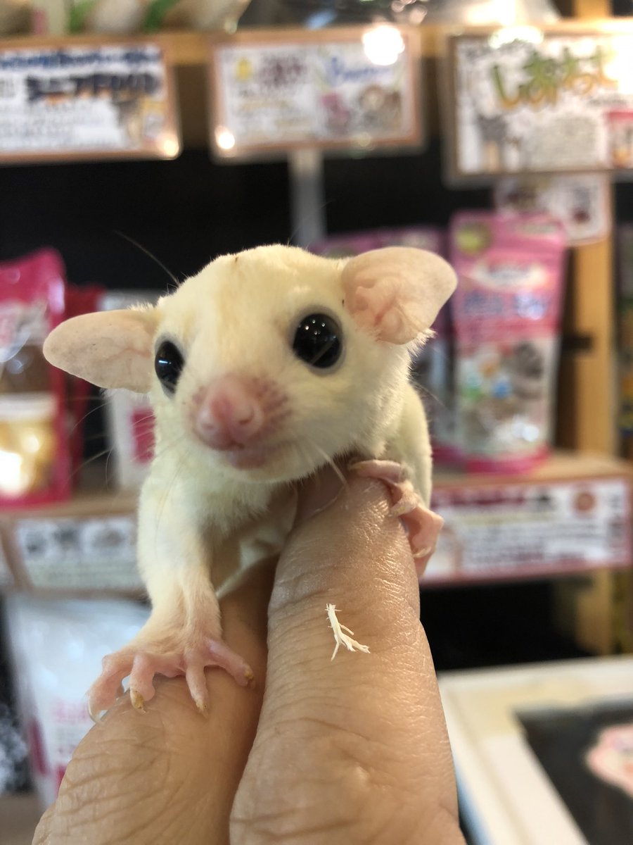 小動物カフェ Rock Star Smallanimal Rs Twitter