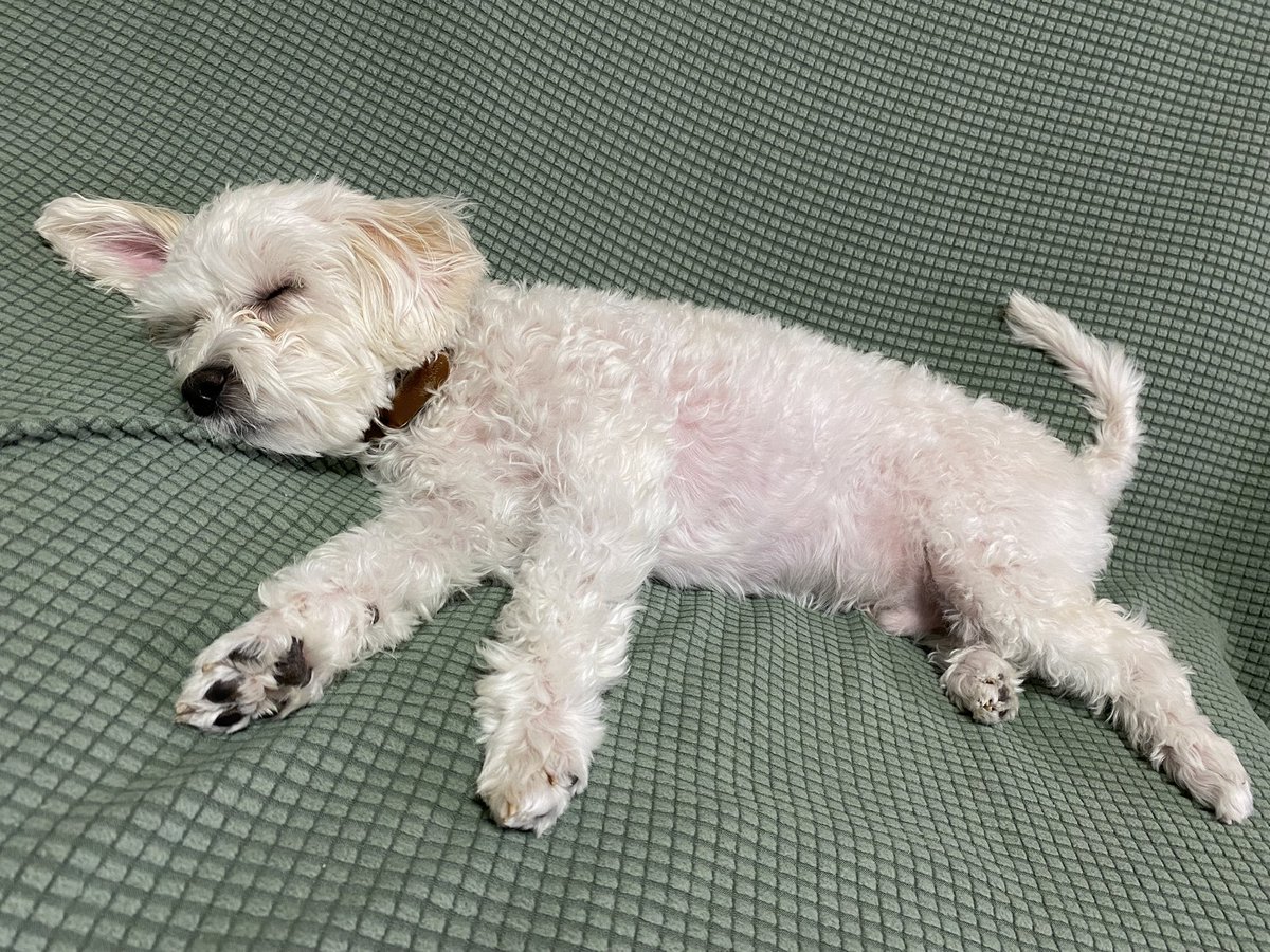 komukomu67's tweet photo. ガムを噛むのに必死🔥からの爆睡😪
寝てるときはとっても無防備なこむぎ🐶

#犬
#犬のいる暮らし
#マルプー https://t.co/qmhaq6moTD