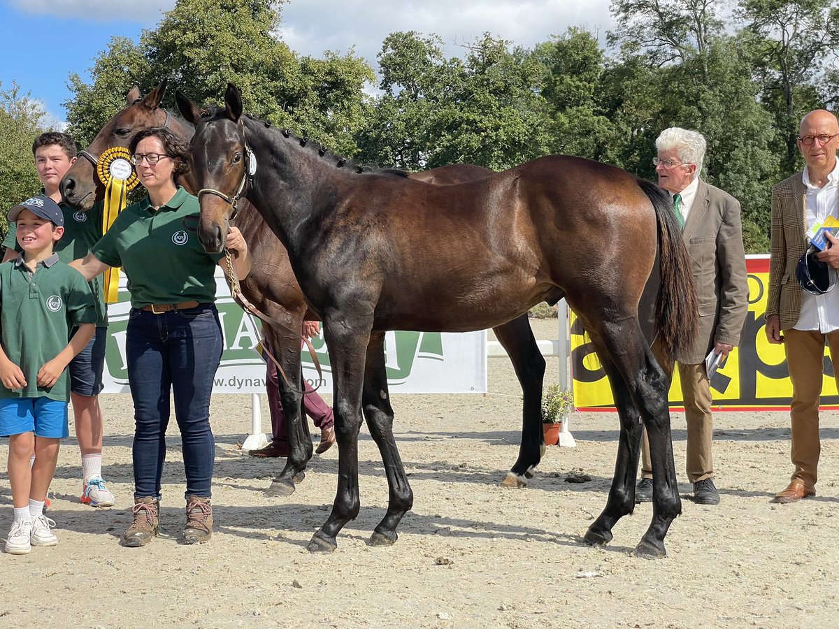 France Sire (@francesire) on Twitter photo Le lot 57, un fils de Sageburg (<a href="/TouryDe/">Haras de Toury</a>) présenté par Florence et Guillaume Thomas, remporte la section des foals mâles âgés ! Sa mère Ally des Bruyères avait elle aussi gagné au concours ! <a href="/OuestAqps/">AQPS OUEST</a> <a href="/TheFrenchChaser/">AQPS thefrenchchaser</a> Le lot 57, un fils de Sageburg (<a href="/TouryDe/">Haras de Toury</a>) présenté par Florence et Guillaume Thomas, remporte la section des foals mâles âgés ! Sa mère Ally des Bruyères avait elle aussi gagné au concours ! <a href="/OuestAqps/">AQPS OUEST</a> <a href="/TheFrenchChaser/">AQPS thefrenchchaser</a>