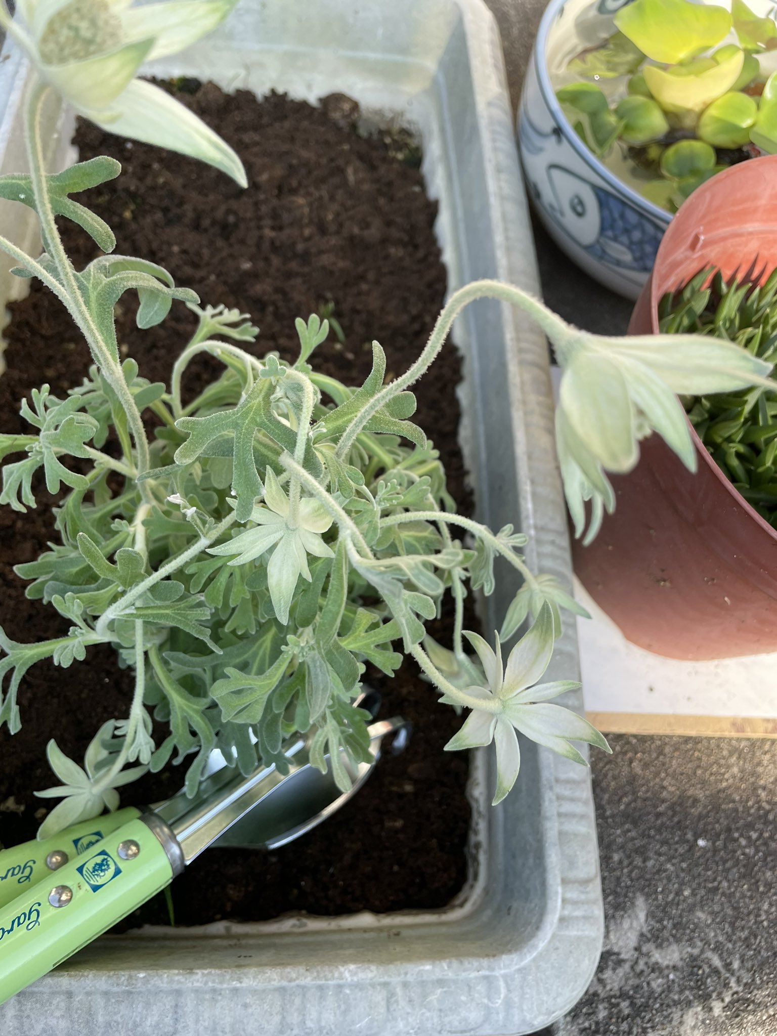 エンジェルスター Twitter Search Twitter