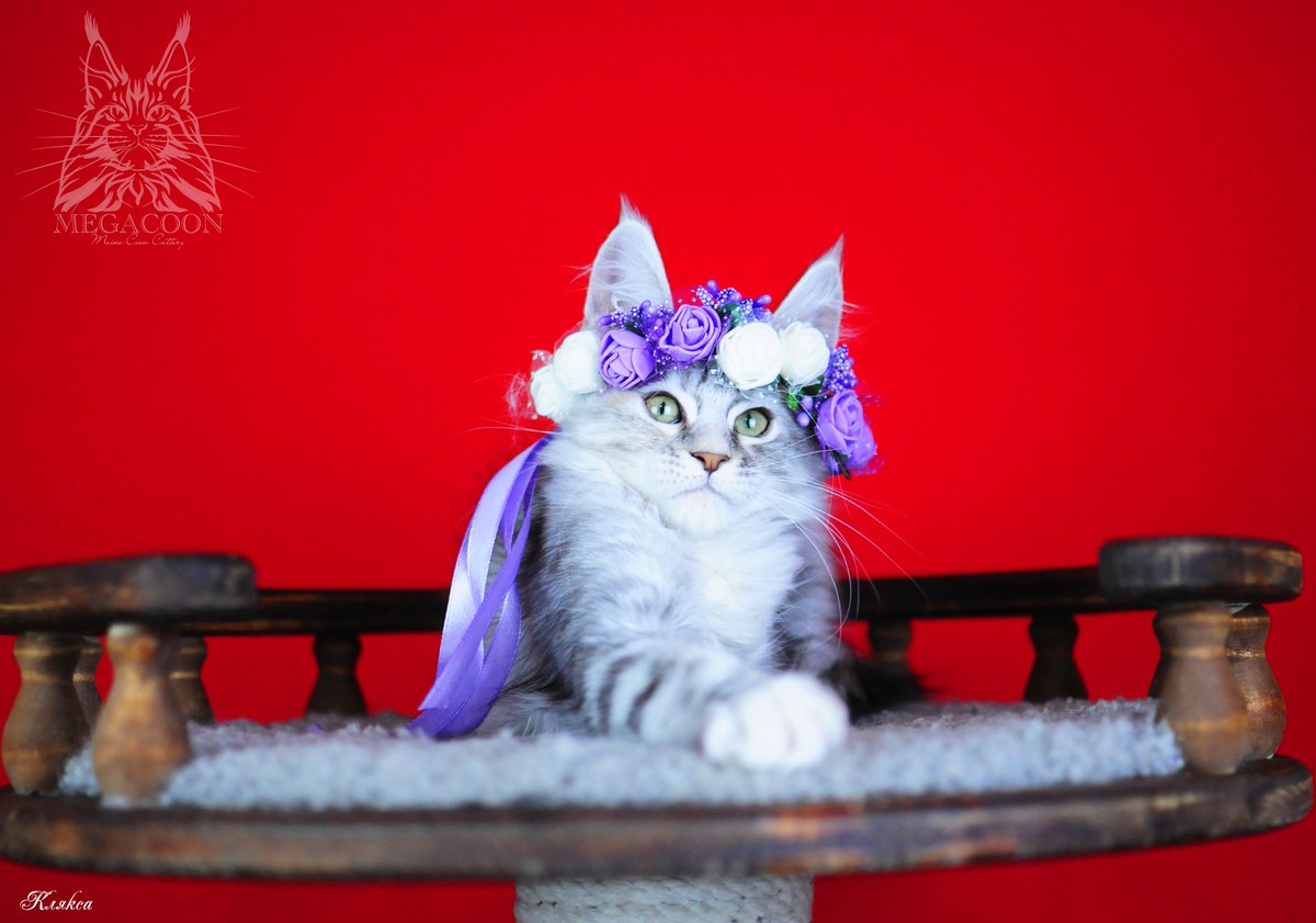 megakun24's tweet photo. Клякса. Девочка свободна для выбора.
#котятамейнкуны #питомникмейнкунов #серебромейнкун #мейнкунмосква #мейнкуномск #мейнкункрасноярск #мегакун #мейнкунывкрасноярске #большойкот #котикигиганты #мейнкунысдокументами #крупныекотыизпитомника #котятаизпитомника #чистокровныемейнкуны https://t.co/xVMBF6p1Np