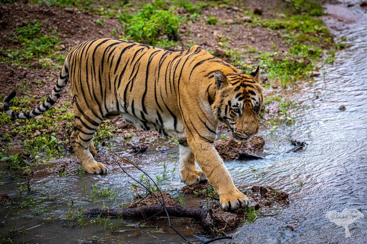 SvasaraResorts's tweet photo. It was pouring yesterday and we all thought Morning safari will be washed out but the king has different plan. Today Morning Safari T54 aka Matkasur at Tadoba. Picture by Shankar Iyer #svasaraguest @etadoba @maha_tourism @MahaForest @CNTIndia @ranjeetnature @vijaypTOI https://t.co/uqcPiQ9ocQ