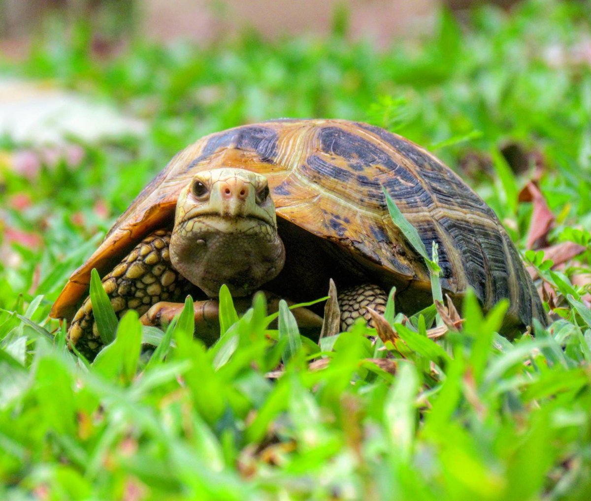FPphayam's tweet photo. 🇬🇧 Tortoise walking in the garden
🇹🇭 เตากำลังเดินอยู่ในสวน
#flowerpowerphayam #guesthousekohphayam #flowerpowergarden #ฟลาวเวอร์พาวเวอร์วิลเลจ #aowkhaokwai #อ่าวเขาควาย #kophayam #เกาะพยาม #ranong #ระนอง #thailand #ประเทศไทย #ไทยแลนด์ #muangranong #thailand #heven #thaisland #and https://t.co/Sg4twEjrBr