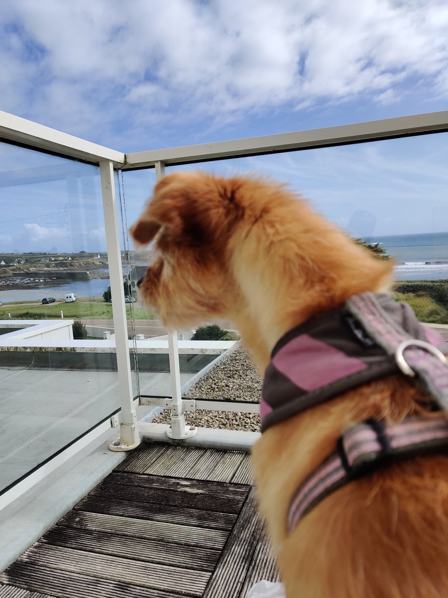 ahl9's tweet image. Voil脿, ma princesse Daisy est partie ... Elle 茅tait bien plus qu'un chien, c'茅tait ma confidente et elle 茅tait toujours l脿 pour moi avec mes soucis ... 脟a va 锚tre difficile de combler ce vide car elle avait son caract猫re. Merci ma Daisy pour toutes ces ann茅es pass茅es 脿 mes c么t茅s.