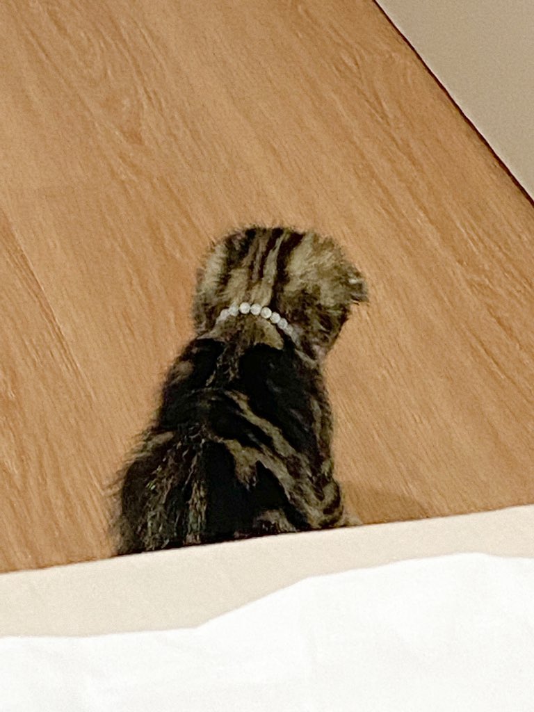 ขออยู่คนเดียวสักพักนะแม่ (แค่ใส่ปลอกคอให้)