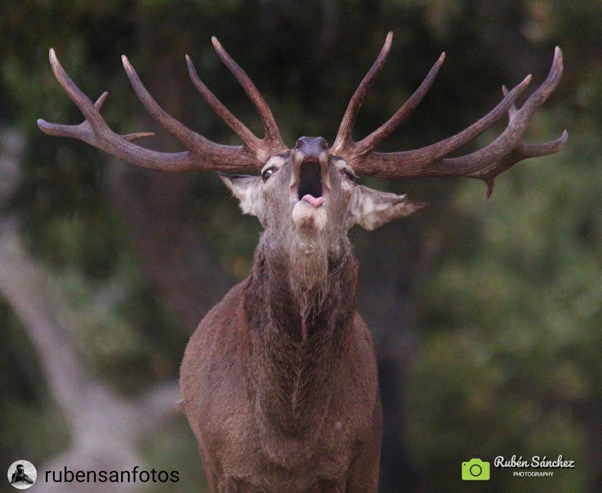 ✔#RinconesxDescubrir en Provincia de Cáceres, ya podéis disfrutar del espectáculo sonoro de la #berrea del ciervo en las dehesas, también verlos en la distancia con buenos profesionales, nos lo trae <a href="/rubensanfotos/">Ruben Sanchez Perez</a> 

𝑪á𝒄𝒆𝒓𝒆𝒔, #𝒍𝒊𝒗𝒊𝒏𝒈𝒍𝒂𝒗𝒊𝒅𝒂𝒓𝒆𝒍𝒂𝒙
<a href="/ViajesNG/">Viajes National Geographic</a>