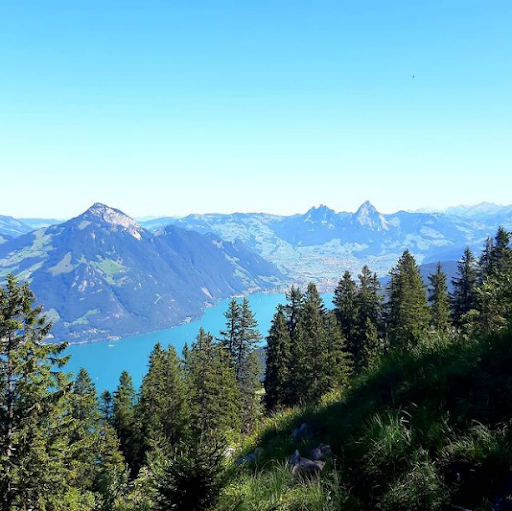 Beautiful view over Lake Lucerne from a hidden spot

#liveyourmountainpassions #lakelucerneregion #hikingtour #bestofswitzerland #lucerne #switzerland #switzerland🇨🇭 #switzerlandwonderland #switzerland_vacations #ig_switzerland #inlovewithswitzerland #blickheimat