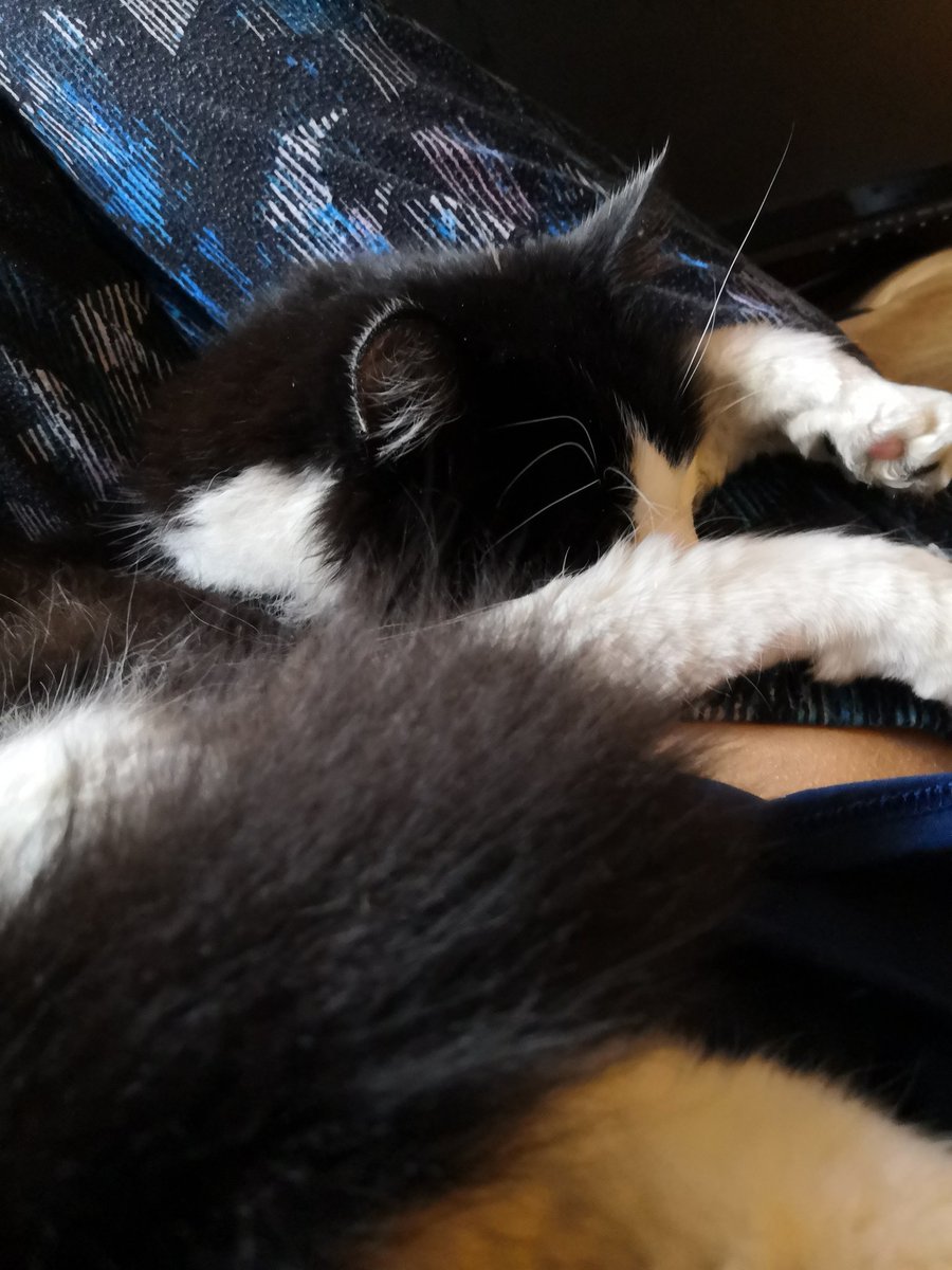 missmischief333's tweet photo. @ammiedude Houdini my beloved <3 https://t.co/TTOqgQtr49