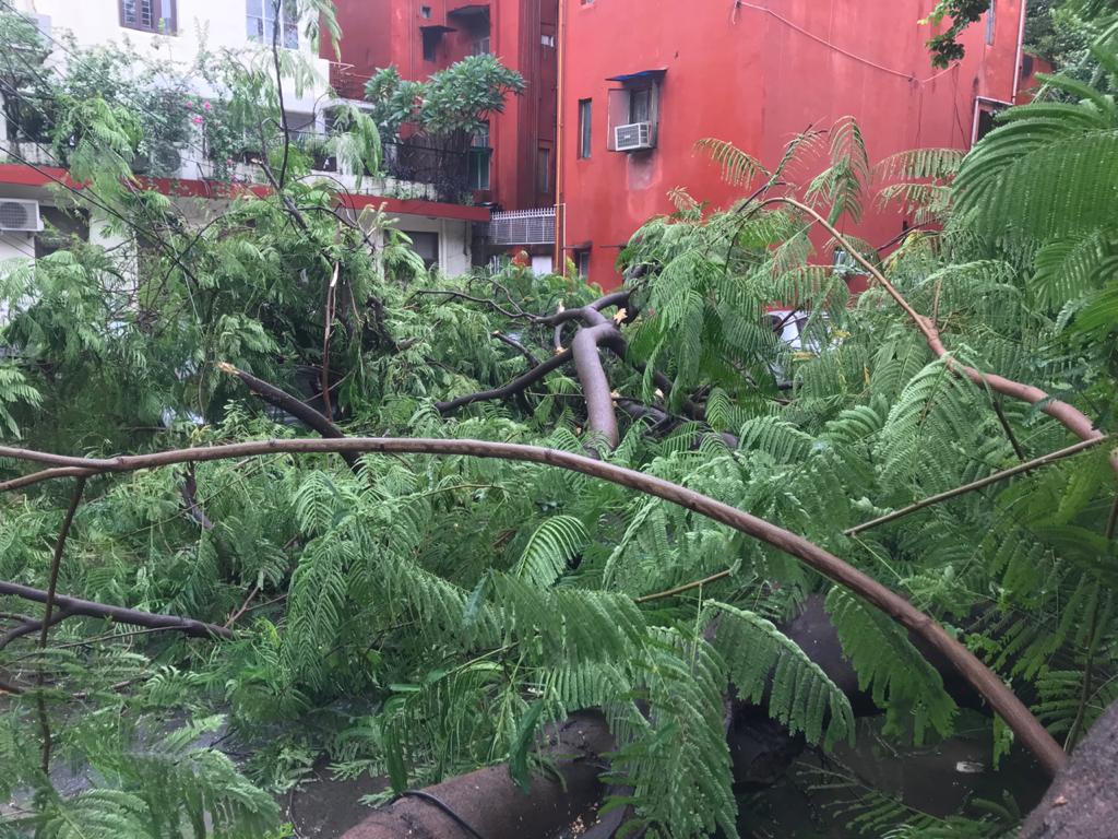 FlatsDda's tweet photo. Heavy rainfall leads to yet another civic governance Fiasco by #horticulturedepartment @SDMC_Official @OfficialSdmc #RWAMunirka #Netas 

@ParmilaTokas @lekhi_meenakshi @TokasBhagat https://t.co/XeXyE4tc4H