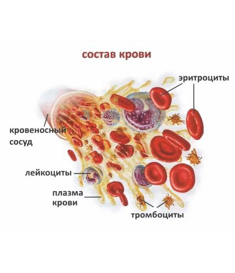 Кровь на б клетки. Клетки крови эритроциты лейкоциты тромбоциты рисунок. Эритроциты лейкоциты тромбоциты рисунок. Эритроциты лейкоциты тромбоциты. Состав и строение крови.