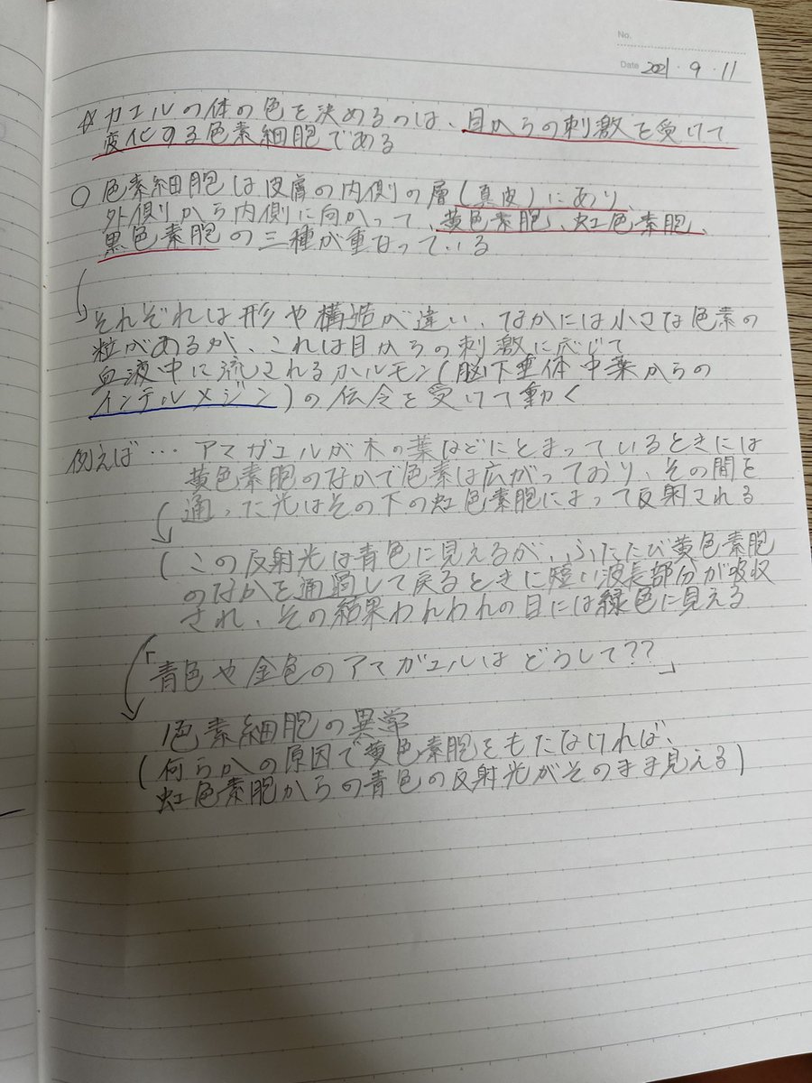 入江聖奈 V Twitter カエルの勉強 日目