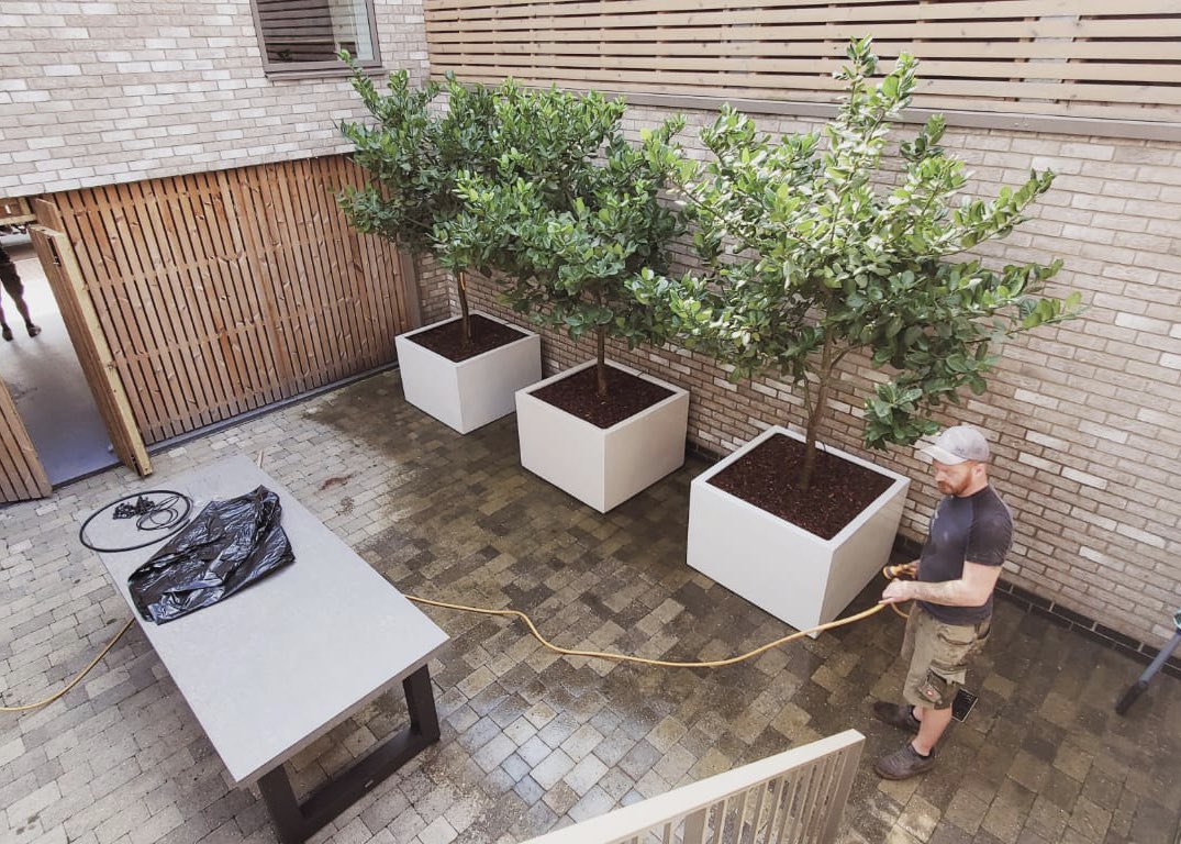 Bold and structural Ilex crenata ‘Niwaki’, Olea europaea and our homegrown Ilex perado in Guy’s design - perfect for planters or big pots.

For our Garden Design, Planting and Creative Maintenance Services bit.ly/3bDQrU5
For plant availability bit.ly/3bFqh2W