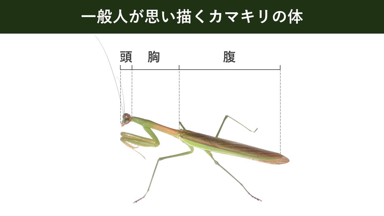 直翅類 Jp 公式 On Twitter 実は