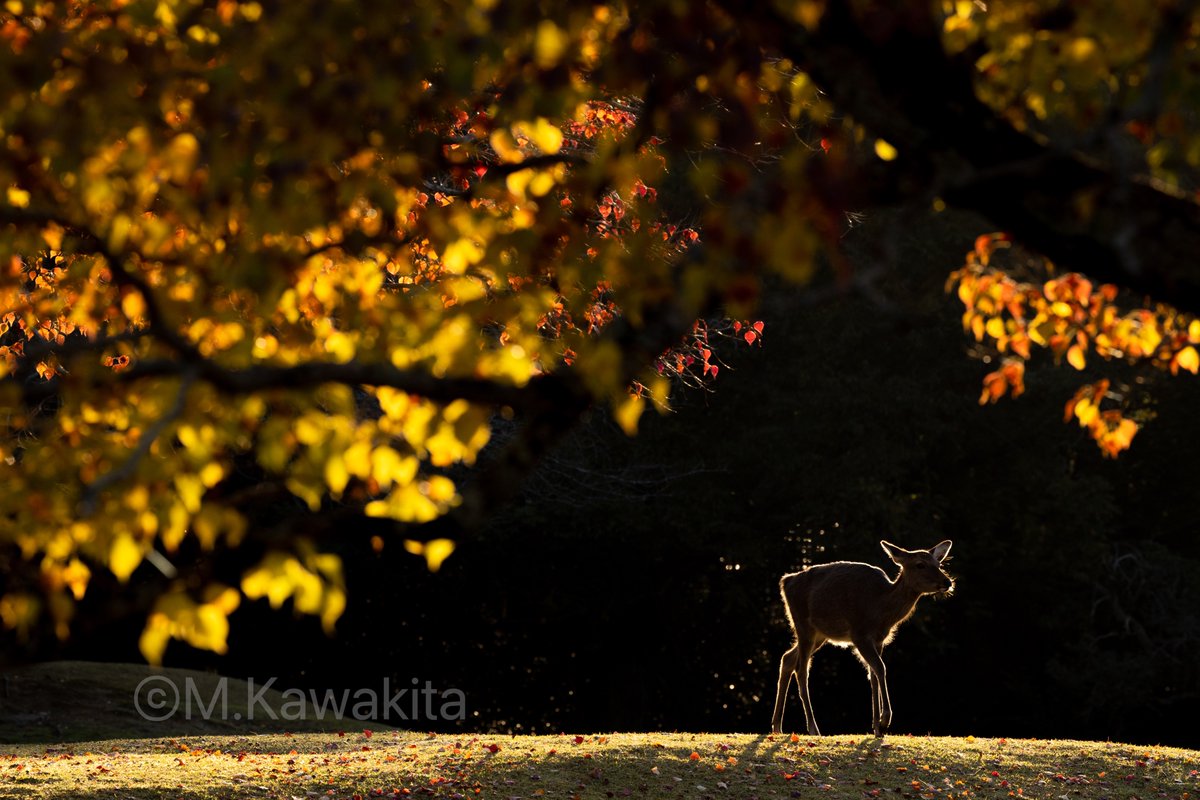 M Kawakita On Twitter 鹿の国から もうすぐ紅葉の季節やね 奈良 鹿 鹿好き 私は奈良派 Deer Deerpark