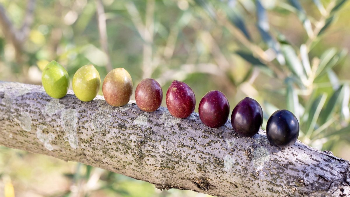 東洋オリーブ 秋の感謝祭9 1 22 Toyoolive Twitter