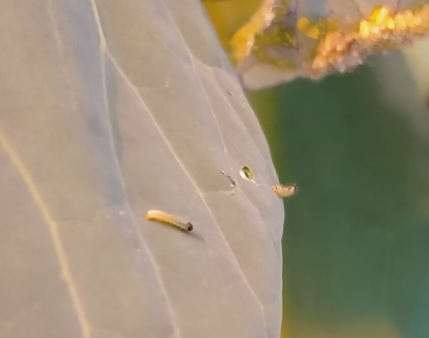 CaterPilarVesga's tweet photo. Pieris brassicae is back at @LabKeel in the @DMF_UNIL. @Jordan_Vchrn @dgarrs89 and I are cooking a nice new paper combining bioinformatics and wet lab. First instar larvae in the pic #Biocontrol #PestInsects #Pseudomonas #Agriculture https://t.co/M3naHyJz1L