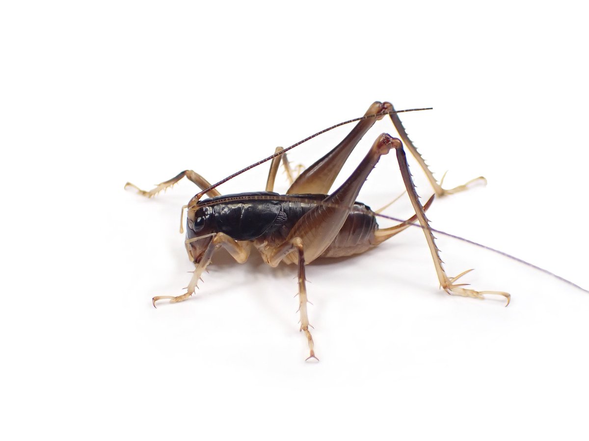 貴重 ヤエヤマクロギリス メス 標本 ヤエヤマクロギリス ♀ 石垣島 - Insect Islands 〜南の島の昆虫