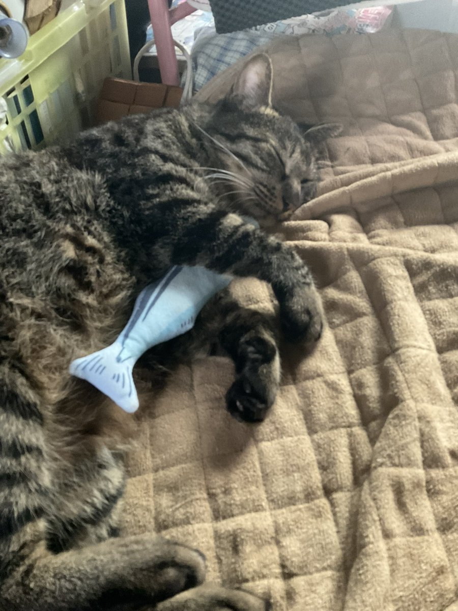 きじとら うちのキジトラ (@GeRQb3C0ZENBIPr) / X