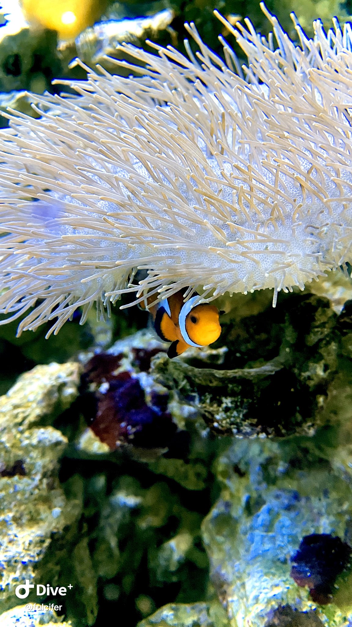 トロピカ 東京アクアガーデン Tropica Aqua Twitter