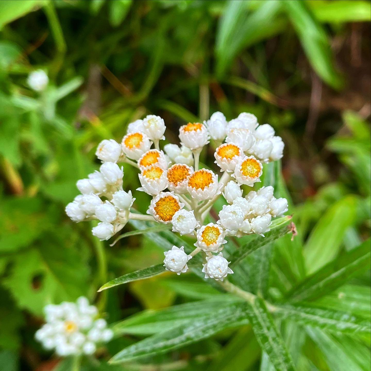 津軽の山人 夏探訪 高山に秋の訪れを告げる花 ヤマハハコ 山母子 ヤマハハコが咲き始めると 短い夏が終わりに感じられ 少し 寂しい思いがしてきます 花言葉はそのまま 親子愛 高山の短い夏のひと時でした 岩手県小畚山にて 岩手県 小畚山