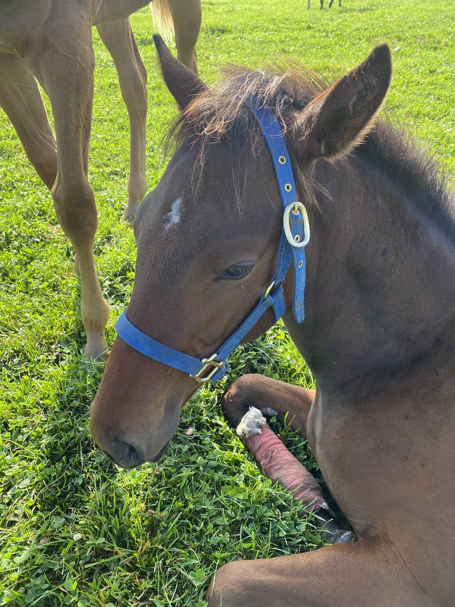 フェアリーダンスちびくん、無口落としてなくしてこなかったのとても良いですね（あとで人が放牧地を探すことになる…）
それにしてもユアスイスイちびちゃん、ガッツリ踏んでいるのかグリグリっしているのか(笑) 