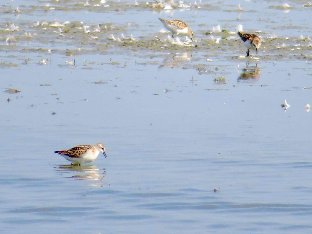 Heerlijk die vogeltrektijd #kleine strandloper #littlestint #steltlopertijd #steltlopers #strandloper
