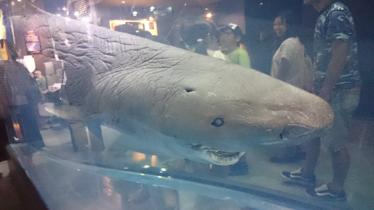 すず على تويتر めちゃくちゃ個人的な話すると 深海とサメがものすごく好きなので サメが好き でデートに サメ展行きませんか メガマウスの歯が展示されてるんです と誘った菅波先生は普通に好感度高いしいい選択肢だと感動しました 写真は17年の深海展 上野