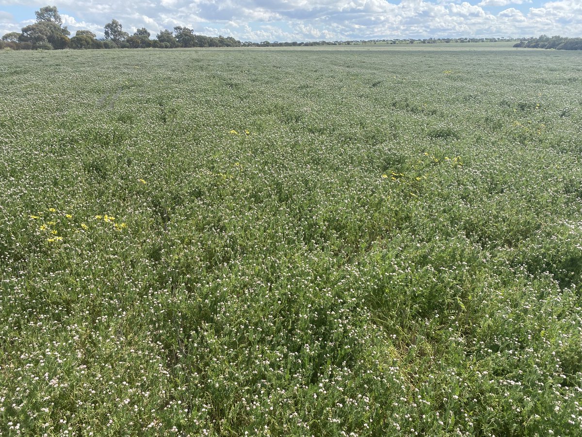 Even tho sheep left the place a few years ago it’s still enjoyable growing a good legume pasture! Maybe just a tad more profitable to have had canola in the seeder  early April this year😀.