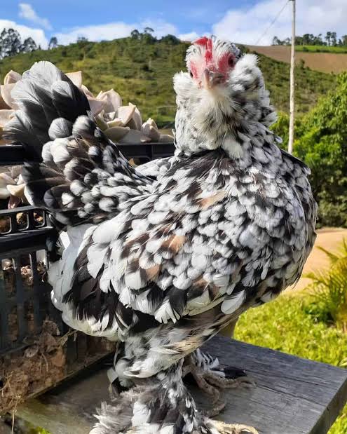 Belgian d'uccles exist and i think that is too adorable to be true