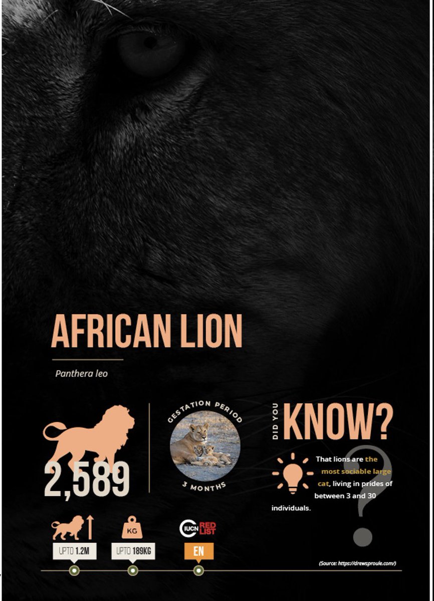 KWSKenya's tweet photo. The lion is considered as an endangered species.
Since the last lion census in 2017, the population has increased by 1,000 from about 1,500 to 2589 in 2021.
This can be attributed to the anti-poaching campaign and an increase in plain games such as zebras.
#CountToConserve https://t.co/zEUxabXSsl