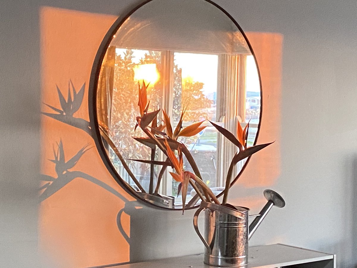 These flowers were shaking an hour ago after a “moderate” #earthquake here in #hawkesbay on a day when #NZ is dealing with #lockdownnz and #terrorism. But damn NZ you’re beautiful. 🥰🇳🇿 #TeamOf5Million